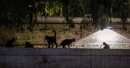 Silhouette cat on riverbank