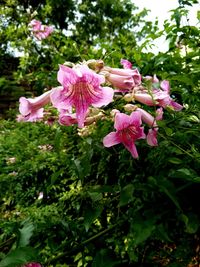 Close-up of pink flowering plants