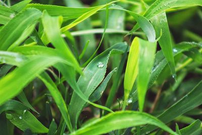 Close-up of insect on leaf