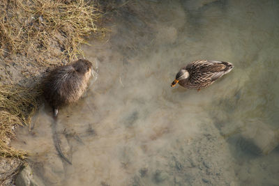 Mallard duck and nutria in lake