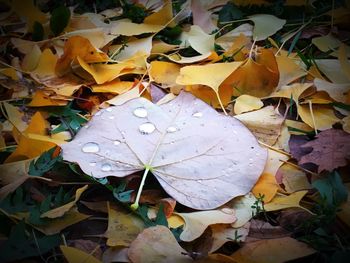 Close-up of maple leaves