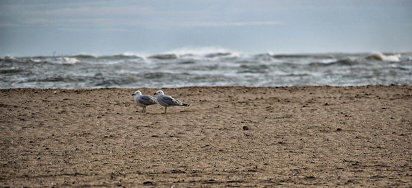 Seagull on beach