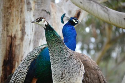 Close-up of peacock