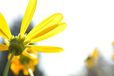 Close-up of yellow flower blooming outdoors