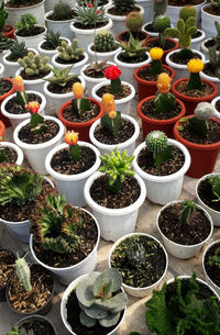 Colorful cactus and other potted plants growth with thrive