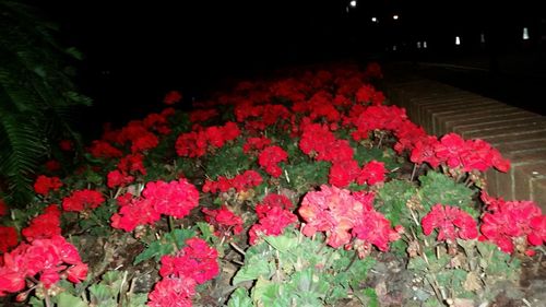 Red flowers blooming at night