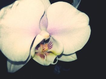 Close-up of white flower