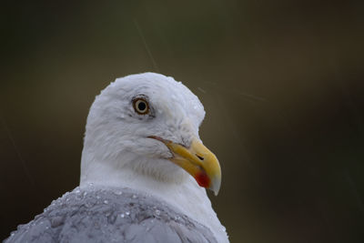 Bird is waiting and watching for food.he is sitting outside in the rain. 