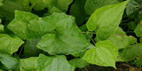 Full frame shot of green leaves