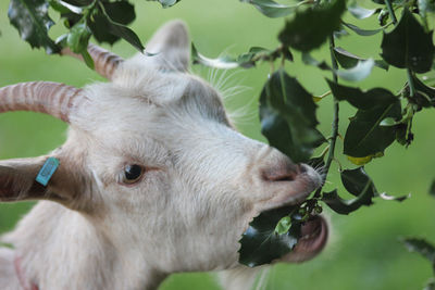 Close-up of goat eating leaves