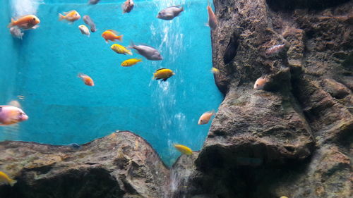 Ducks swimming in sea