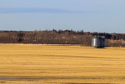 Scenic view of agricultural field against clear sky