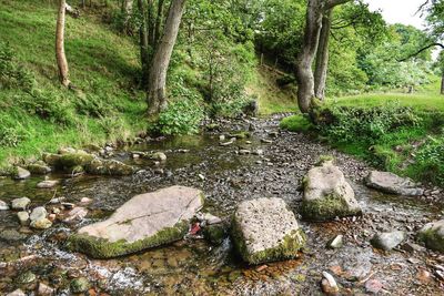 River amidst trees in forest