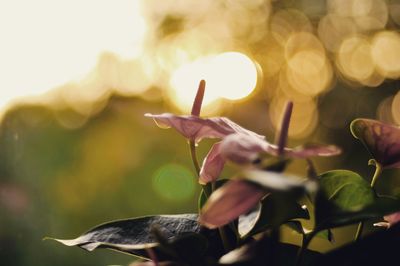 Close-up of flowering plant leaves