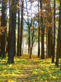 Trees in forest