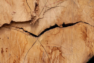 Full frame shot of tree stump