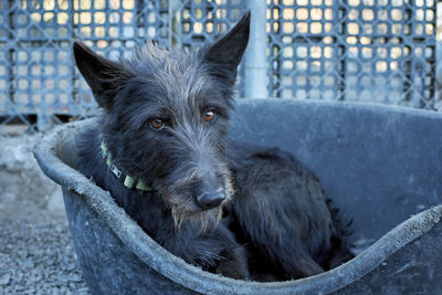 Close-up portrait of black dog