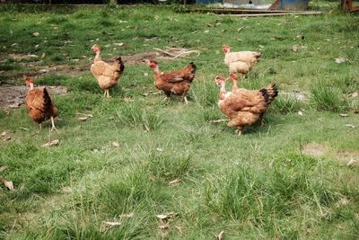 Chickens on grassy field