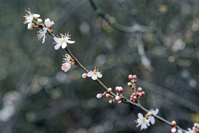 Close-up of cherry blossoms in spring