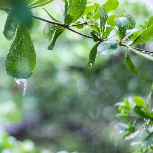 leaf, growth, close-up, freshness, drop, water, focus on foreground, green color, plant, nature, wet, branch, beauty in nature, tree, fruit, day, fragility, selective focus, outdoors, dew