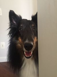 Close-up portrait of dog at home