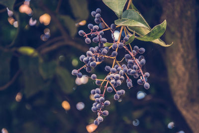 Close-up of plant growing on tree