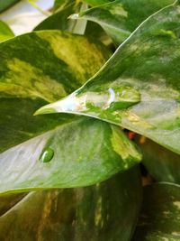 Close-up of insect on leaf