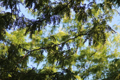 Low angle view of trees against sky