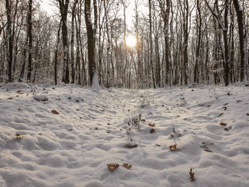 Scenic view of snow covered field