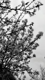 Low angle view of cherry blossoms against sky