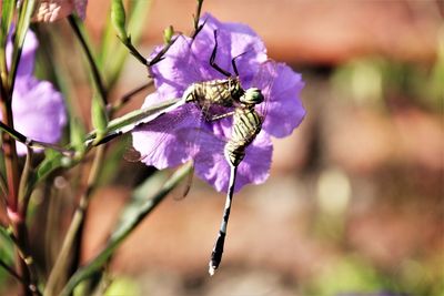 Close-up of insect on purple flowering plant