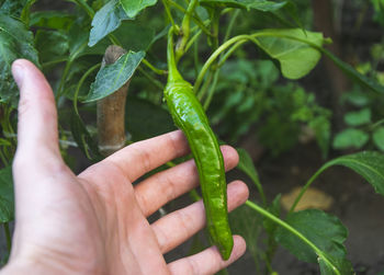 Close-up of hand holding leaf