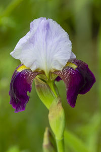 Close-up of iris blooming outdoors