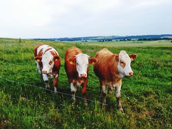 Cows on grassy field against cloudy sky