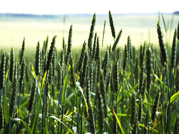 Close-up of wheat growing in field