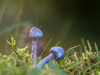 Close-up of mushroom growing on field