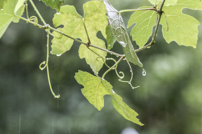 Close-up of fresh green leaves