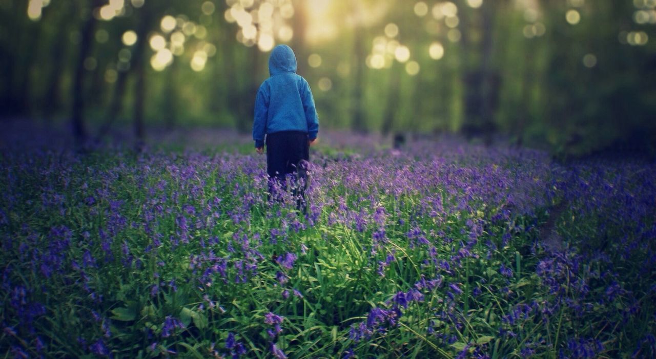 Bluebells