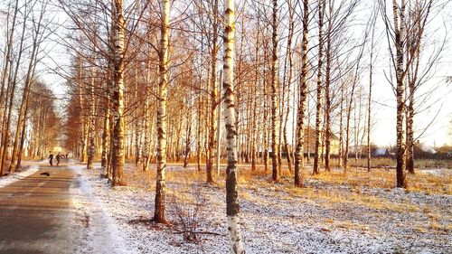 Road passing through trees