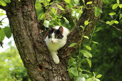 Portrait of a squirrel on tree