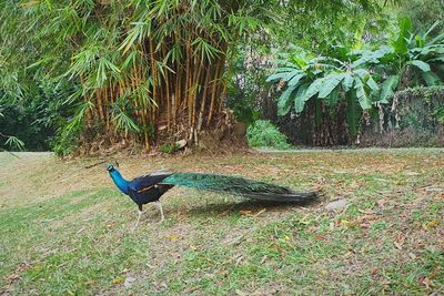 Bird in a forest