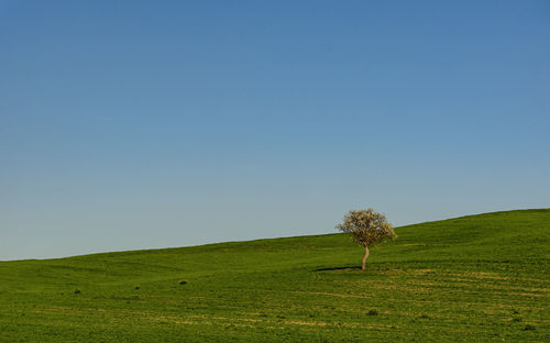 Single tree on field against clear sky