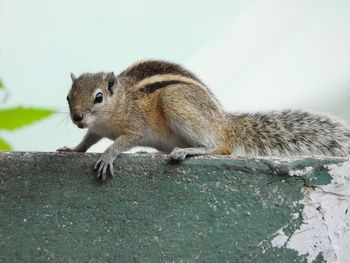 Close-up of squirrel eating