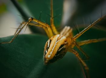 Close-up of insect