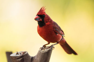 Close-up of bird perching on wood