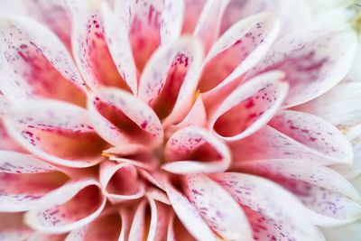 Full frame shot of pink rose flower