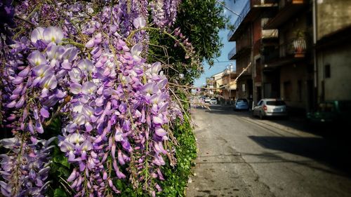Purple flowers on road in city
