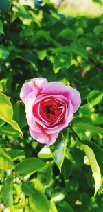 Close-up of pink rose