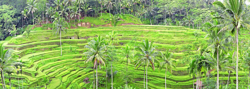 Scenic view of rice paddy