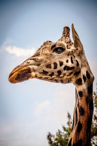 giraffe